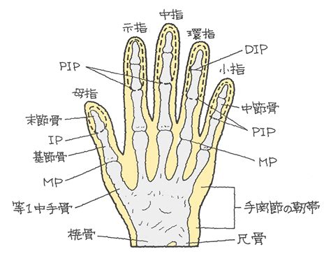 手指第一節|手指